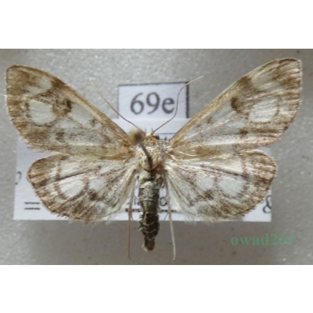 Anania coronata (Hufnagel, 1767) Przezierka hebdzianka Czech69e